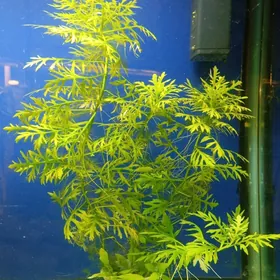 wodorosli водоросли