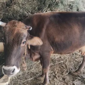 sagymly sygyr gunde 6litr suyt