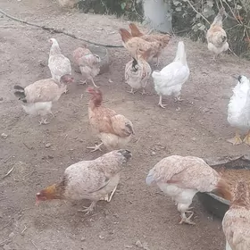 товык мускус газ