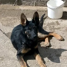 продажа собаки