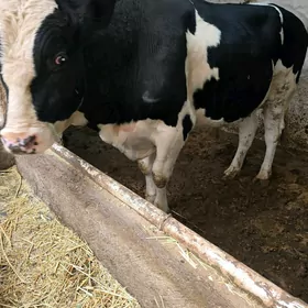 okùz gara ala. tohum