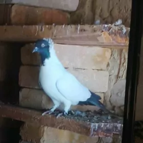 манаха.  кепдери