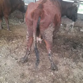 инак баклык