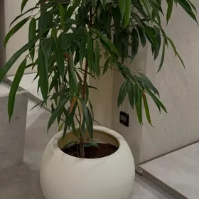 растение с горшком