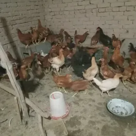 towuk juje 6 aýdan geçen