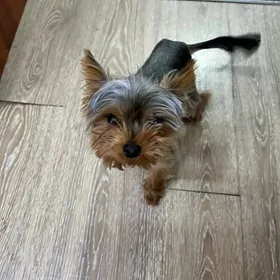 Йоркширский тойтерьер