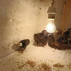 induk jüje индук