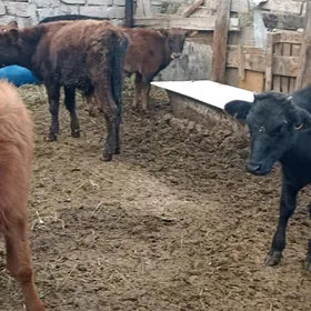 öküzçe tüwe öküz göle