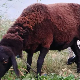 семиз гойун