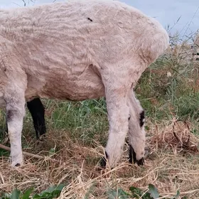 семиз гойун