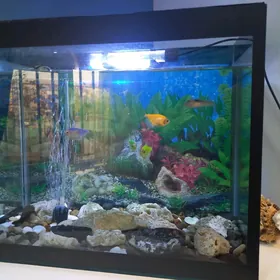 АКВАРЮМ С РЫБКОМИ