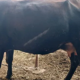 Sagynly Ojekli Sygyr