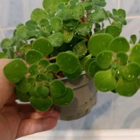 Дерево любви