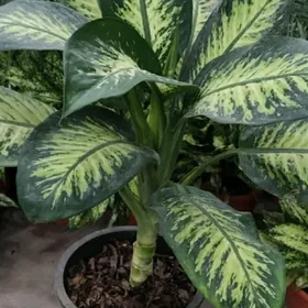 Деффенбахия очень больщая