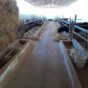 9 komisar. Maldarçylyk