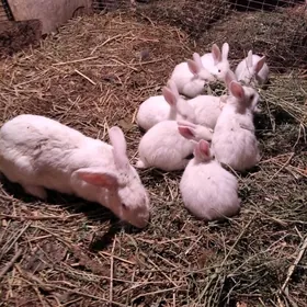 Товша Пол  Велекан