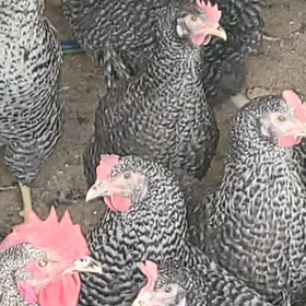 Towuk Dominand D-959