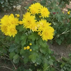 хризантема