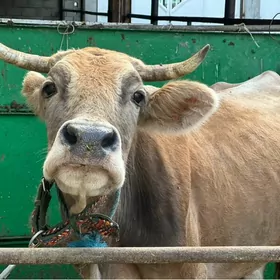 GÖLELİ SYGYR SÜYTLİ