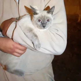 сияамиски кошка