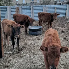 Öküzçeler we tüwe