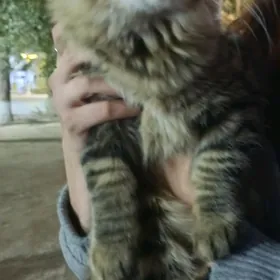 вислоухий кот