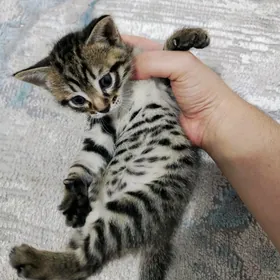 pishik котёнок