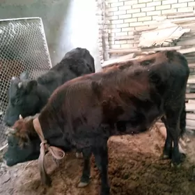 iki ýaşan gulajyn bakylan