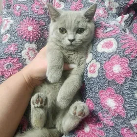 Шотландские котята