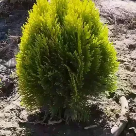 Satlyk türk kompakt tuýa