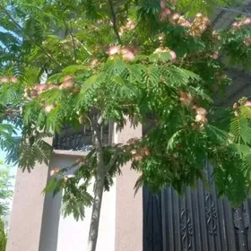 Satlyk albisiya kanada palmasy