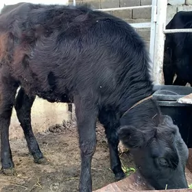 okuz tuwe sygyr gole