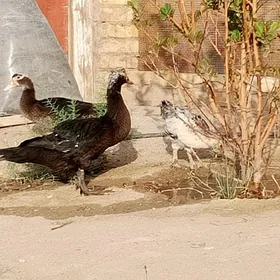 Ördek we brama jüýjeler