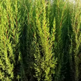 Satlyk türk ýaşyl kiparisy