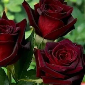 Satlyk özbek sapma rozasy