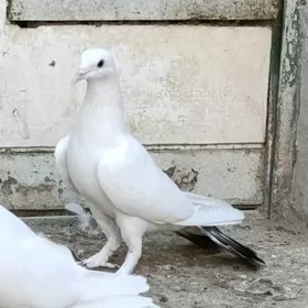 Kepderi голуби