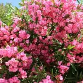 Satlyk olendra nahaly