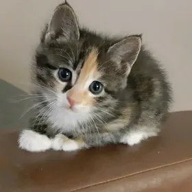 отдам котят