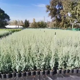 Satlyk arizonka türk kiparisy