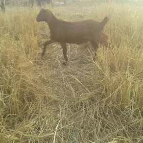 Пакистан метис овлак