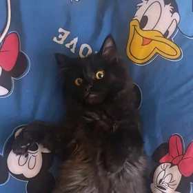 сибирская кошка