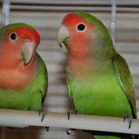 попугай popugay