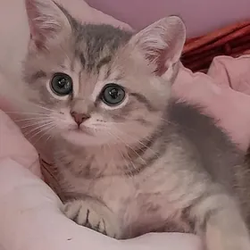 шотландский шиншилла