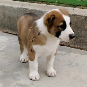 alabay erkek güjük