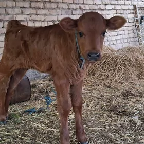 smental gatys saglyk