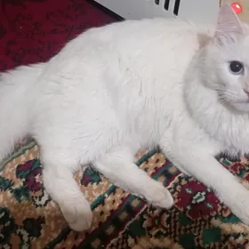 AK PIŞIK (белый кот)