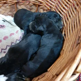 paroda italyan kani korsa