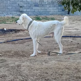 ala debay köpek it