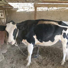 Galystevin tuwe bogaz