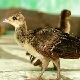 Павлины Tawus  gusy.